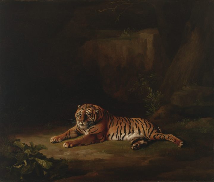 Tiger | Nicholas Hall